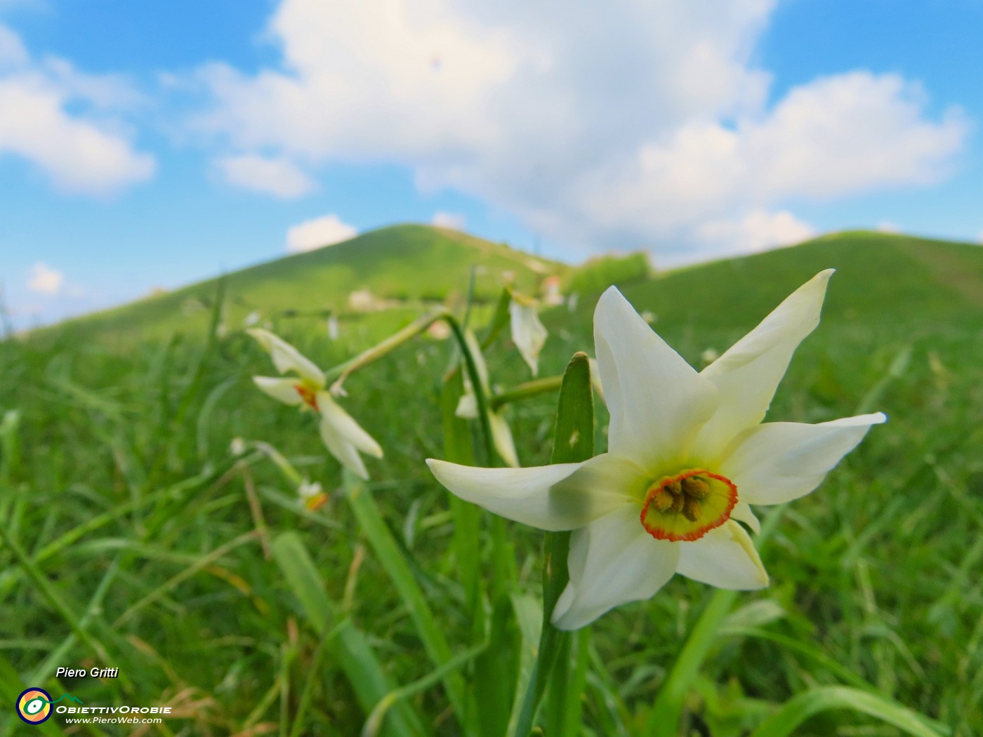34 Narcissus poeticus (Narciso...sopravvissuto alla grandinata !).JPG